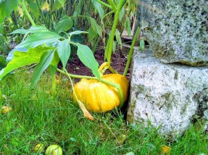 courge